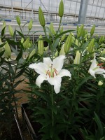 [5284 Robin Van Galen No01.JPG]